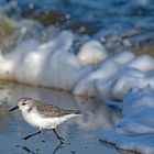 Sanderling 