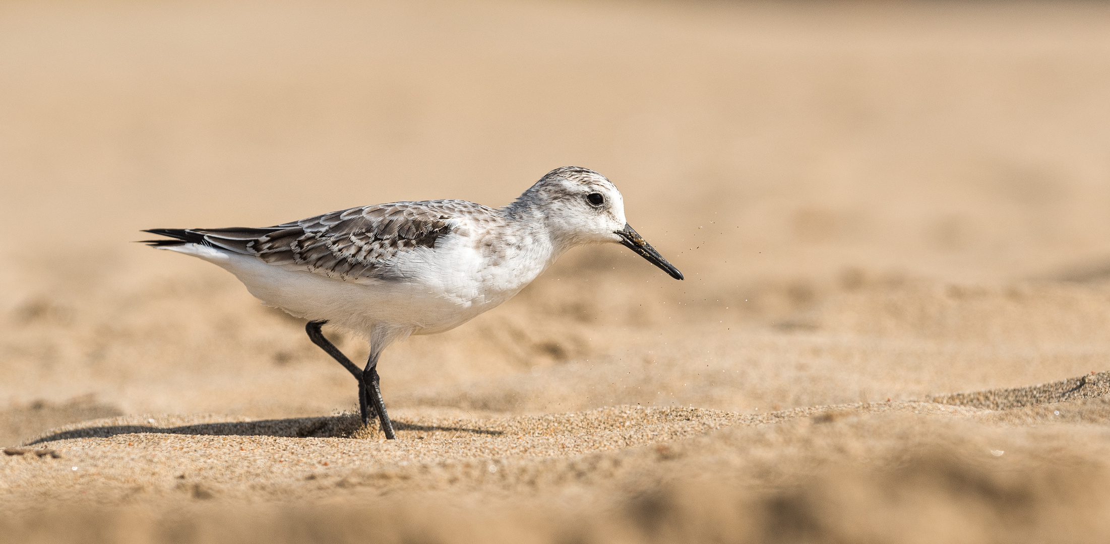 ___sanderling___