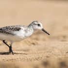 ___sanderling___