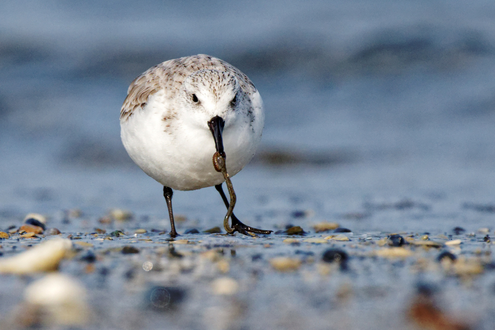 Sanderling