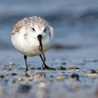 Sanderling