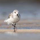 Sanderling