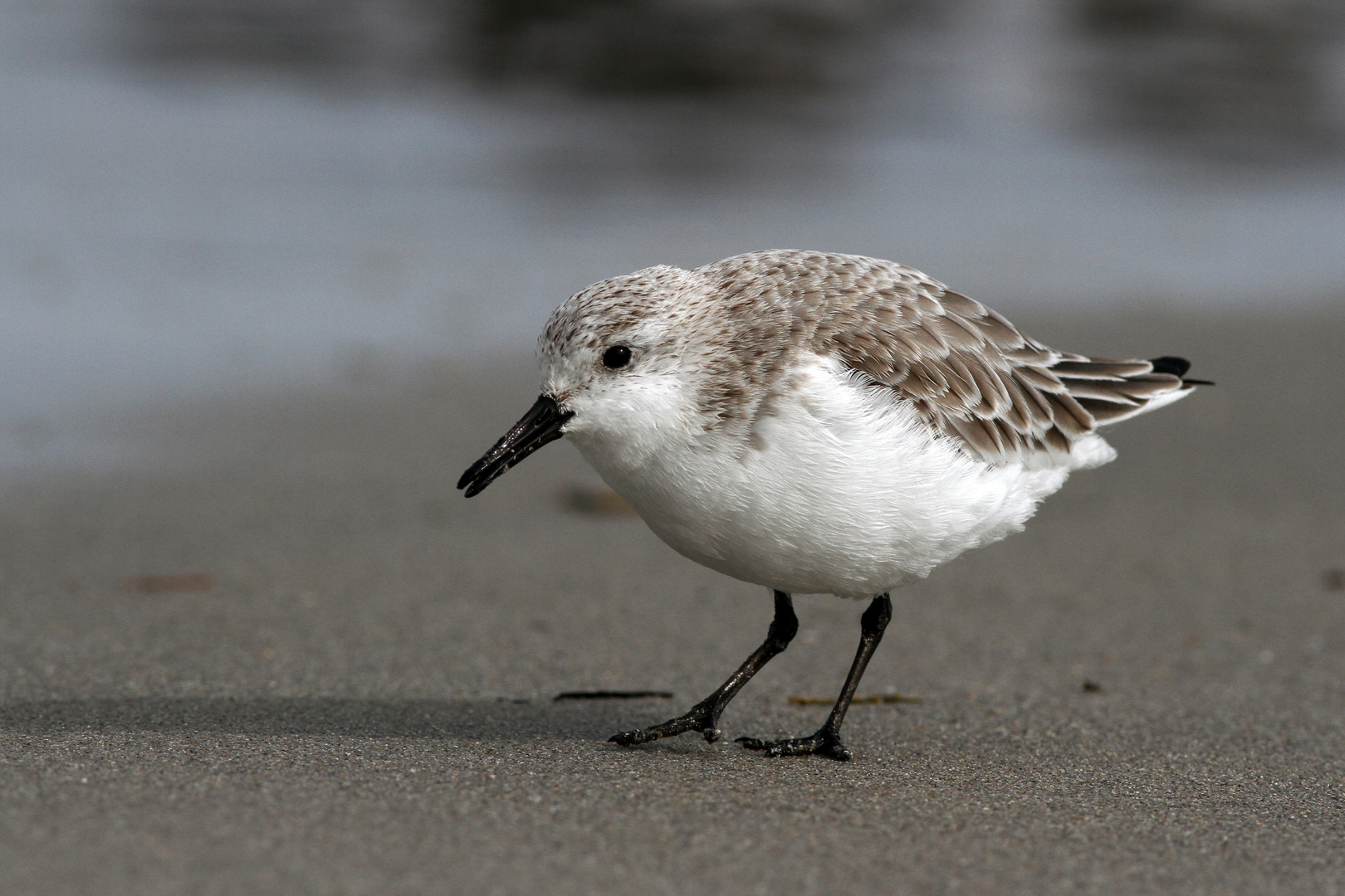 Sanderling Foto & Bild natur, sanderling, strandläufer Bilder auf