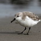 Sanderling