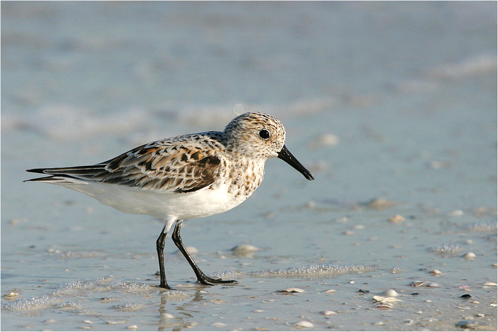 Sanderling