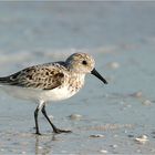 Sanderling