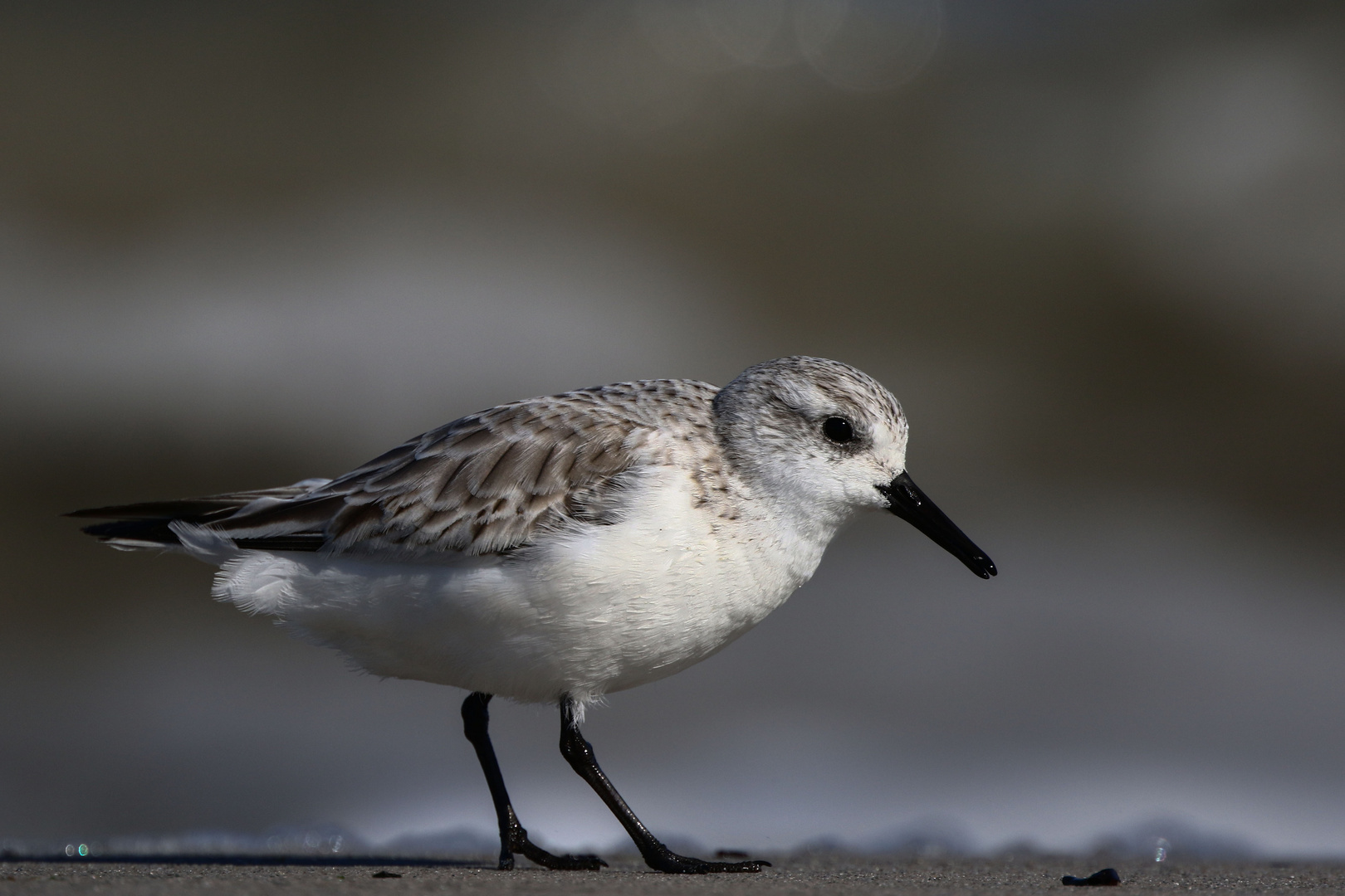 Sanderling Foto & Bild deutschland, europe, schleswig holstein