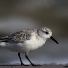 Sanderling