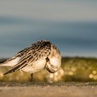 Sanderling