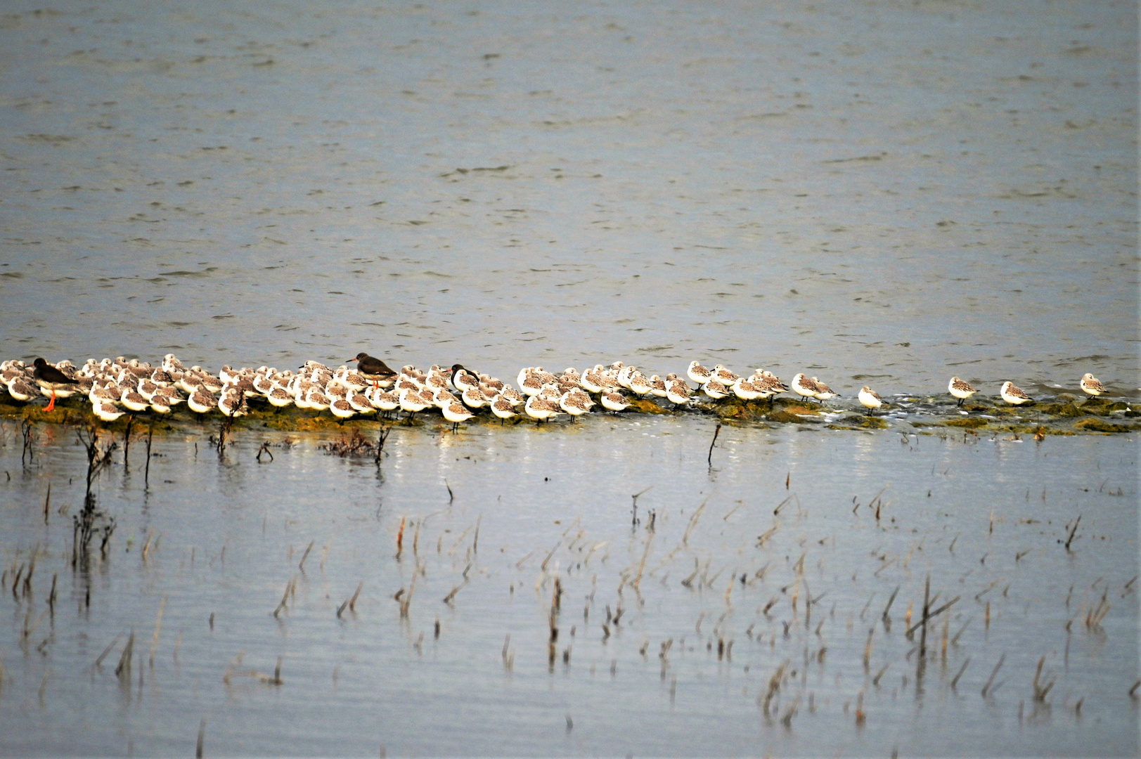 Sanderling 2