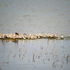 Sanderling 2