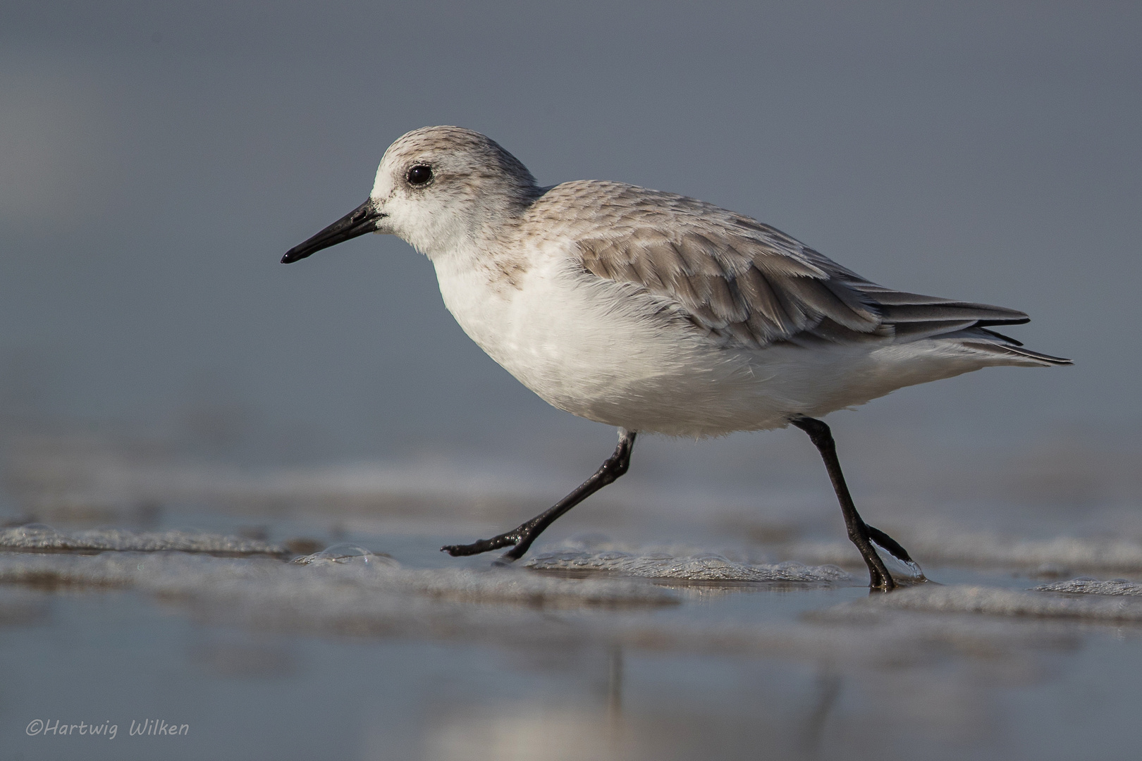 Sanderling 2