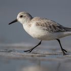 Sanderling 2