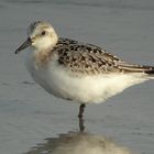 Sanderling