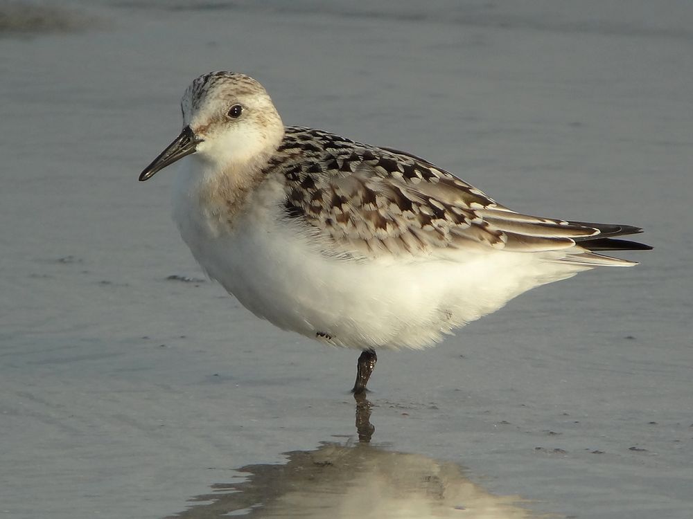 Sanderling