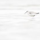 ~ Sanderling ~