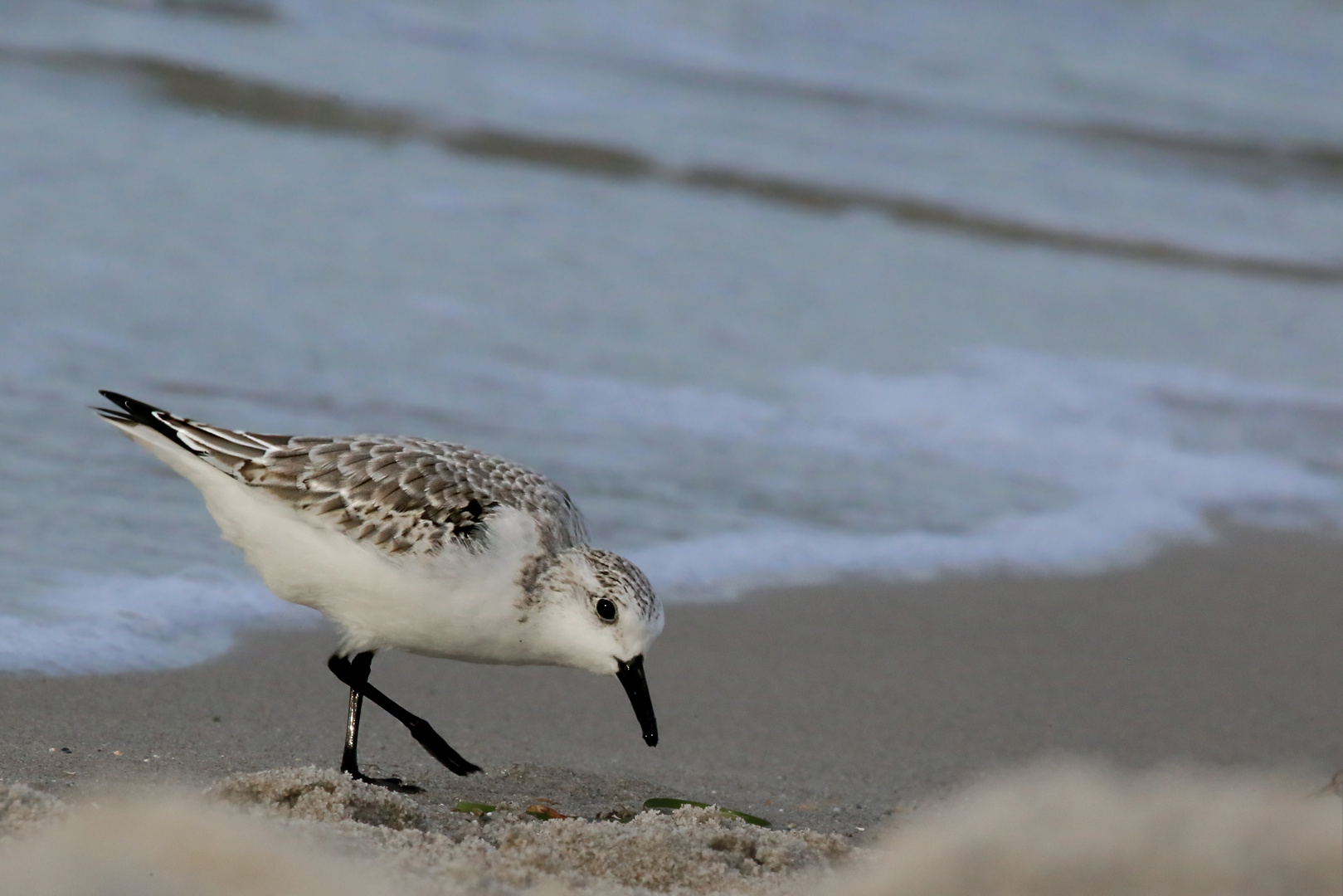 Sanderling