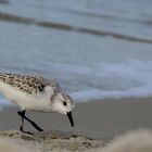 Sanderling