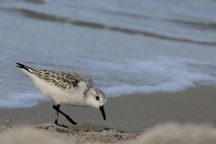 Sanderling