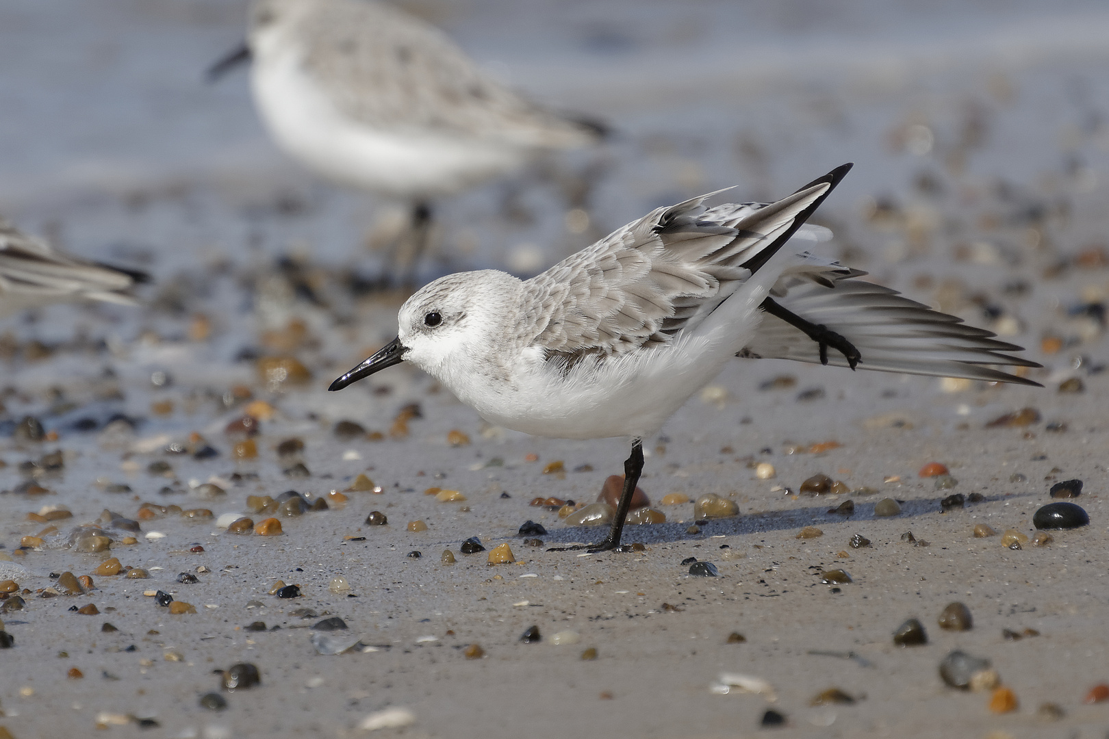 Sanderling