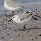 Sanderling