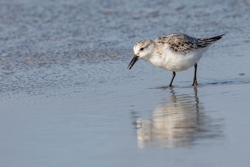 Sanderling