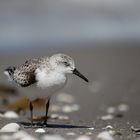 Sanderling