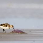 Sanderling