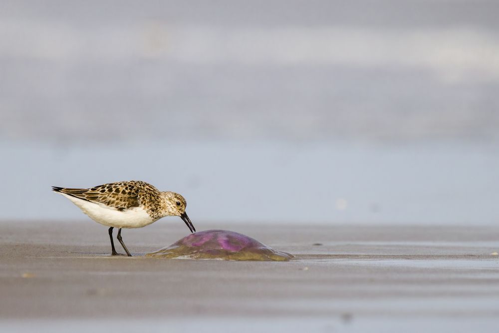 Sanderling