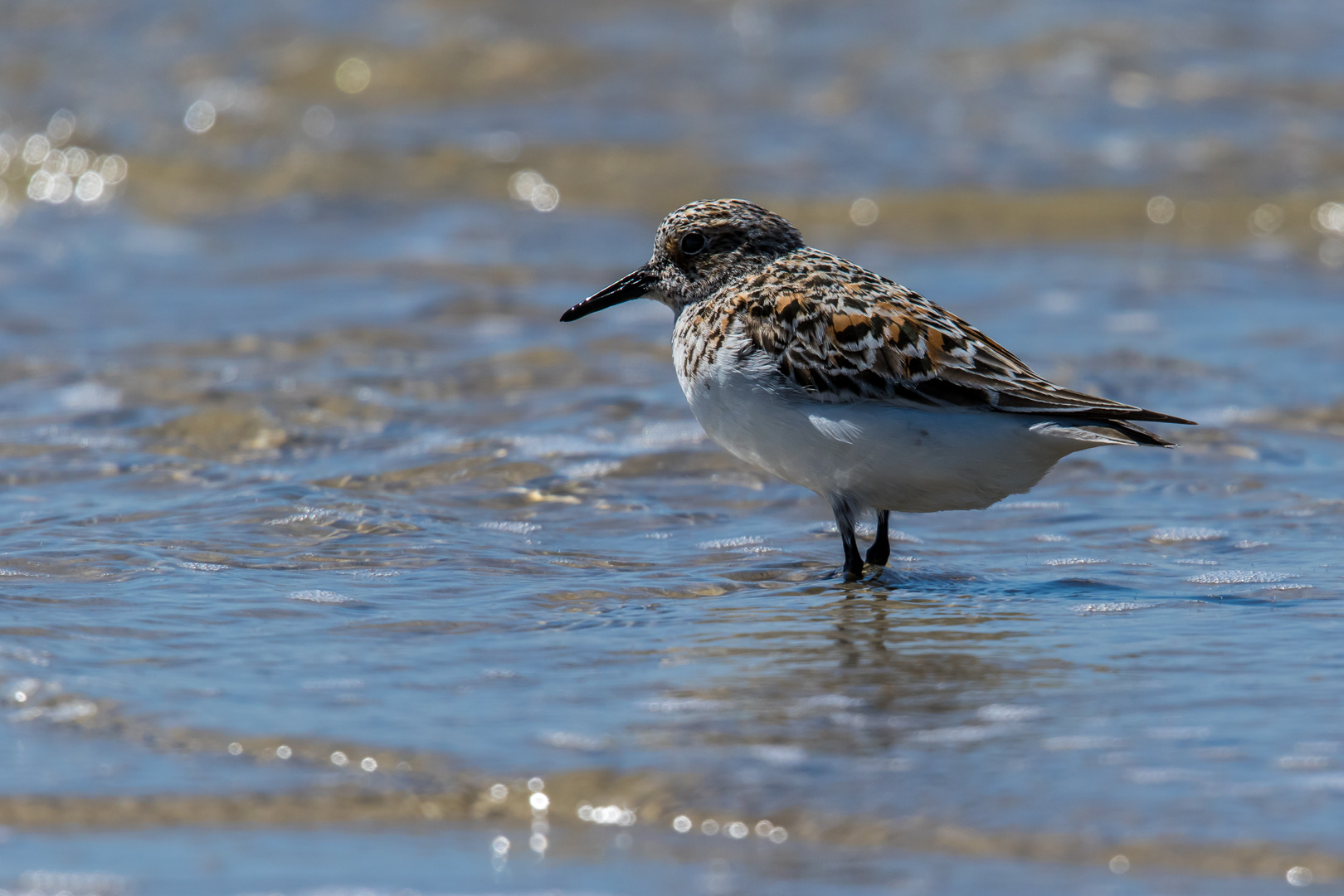 Sanderling