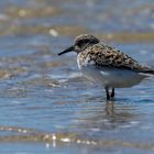 Sanderling