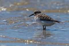 Sanderling