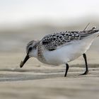 Sanderling