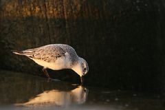 Sanderling