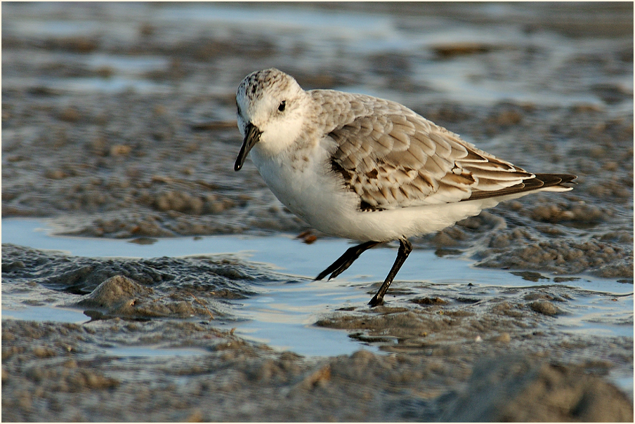 Sanderling