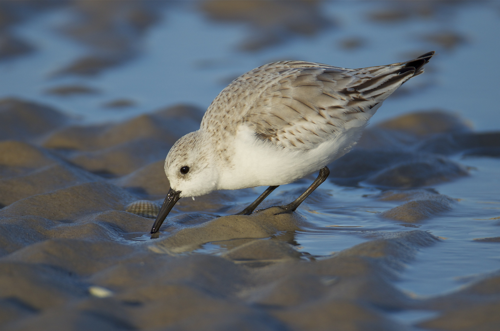 Sanderling