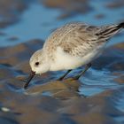 Sanderling