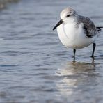 Sanderling