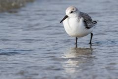 Sanderling