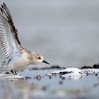 Sanderling