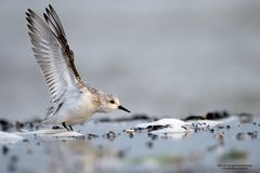 Sanderling