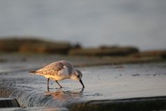 Sanderling