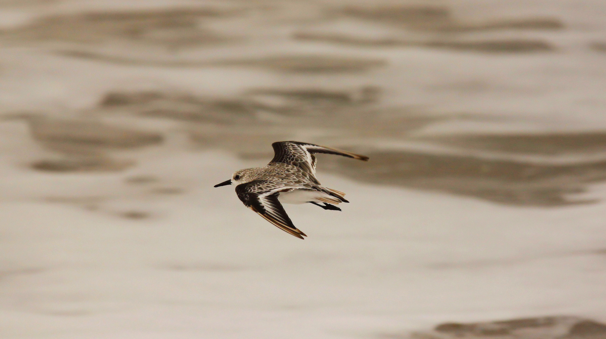 Sanderling