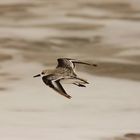 Sanderling