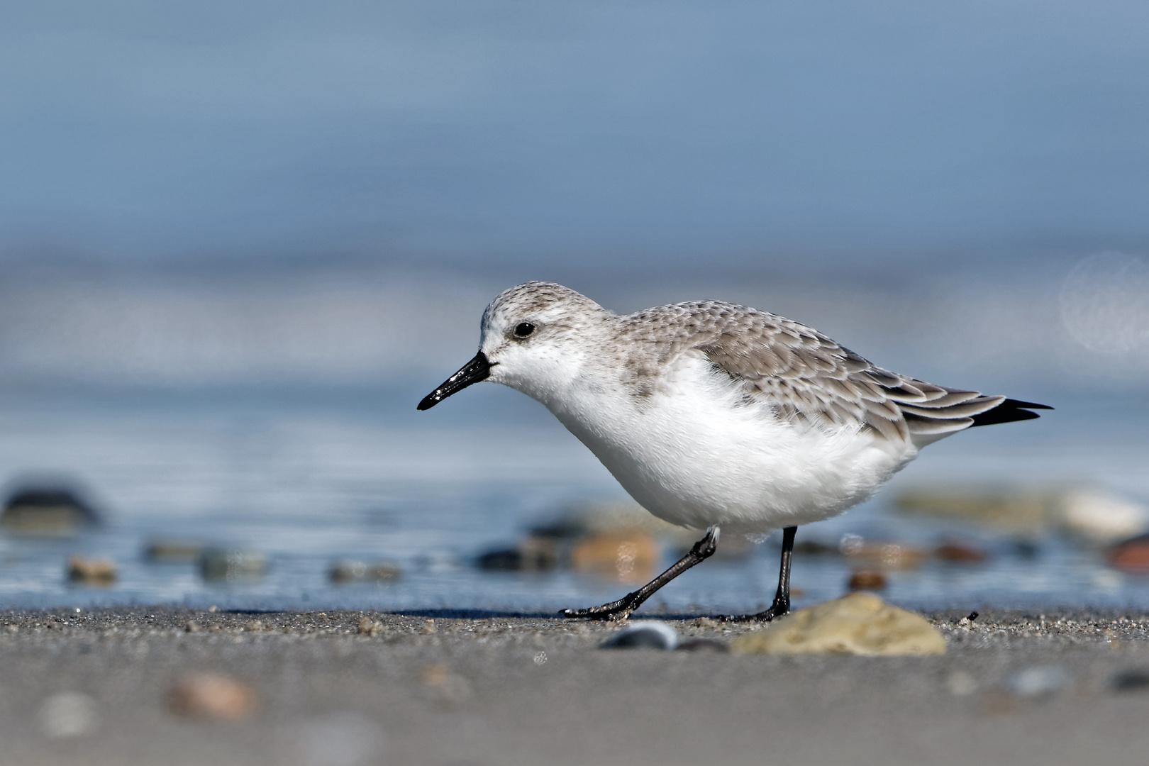 Sanderling