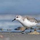 Sanderling