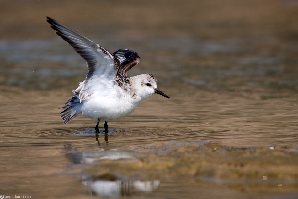 Sanderling