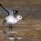 Sanderling