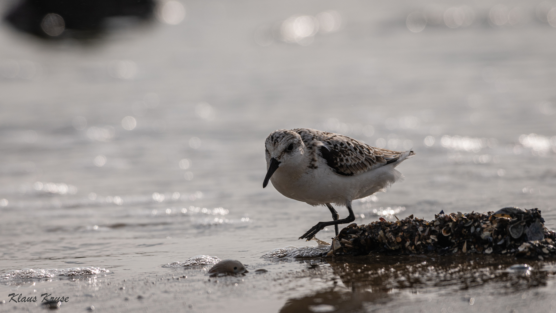 Sanderling