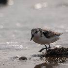 Sanderling